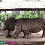 Zoologico Matecaña