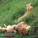 Zoologico Matecaña