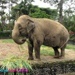 Zoologico Matecaña
