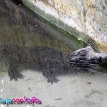 Zoologico Matecaña