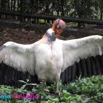 Zoologico Matecaña