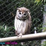 Zoologico Matecaña
