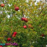 Árbol de Granada en el parque de Nobsa