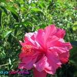 El jardín de mi abuela en Paipa